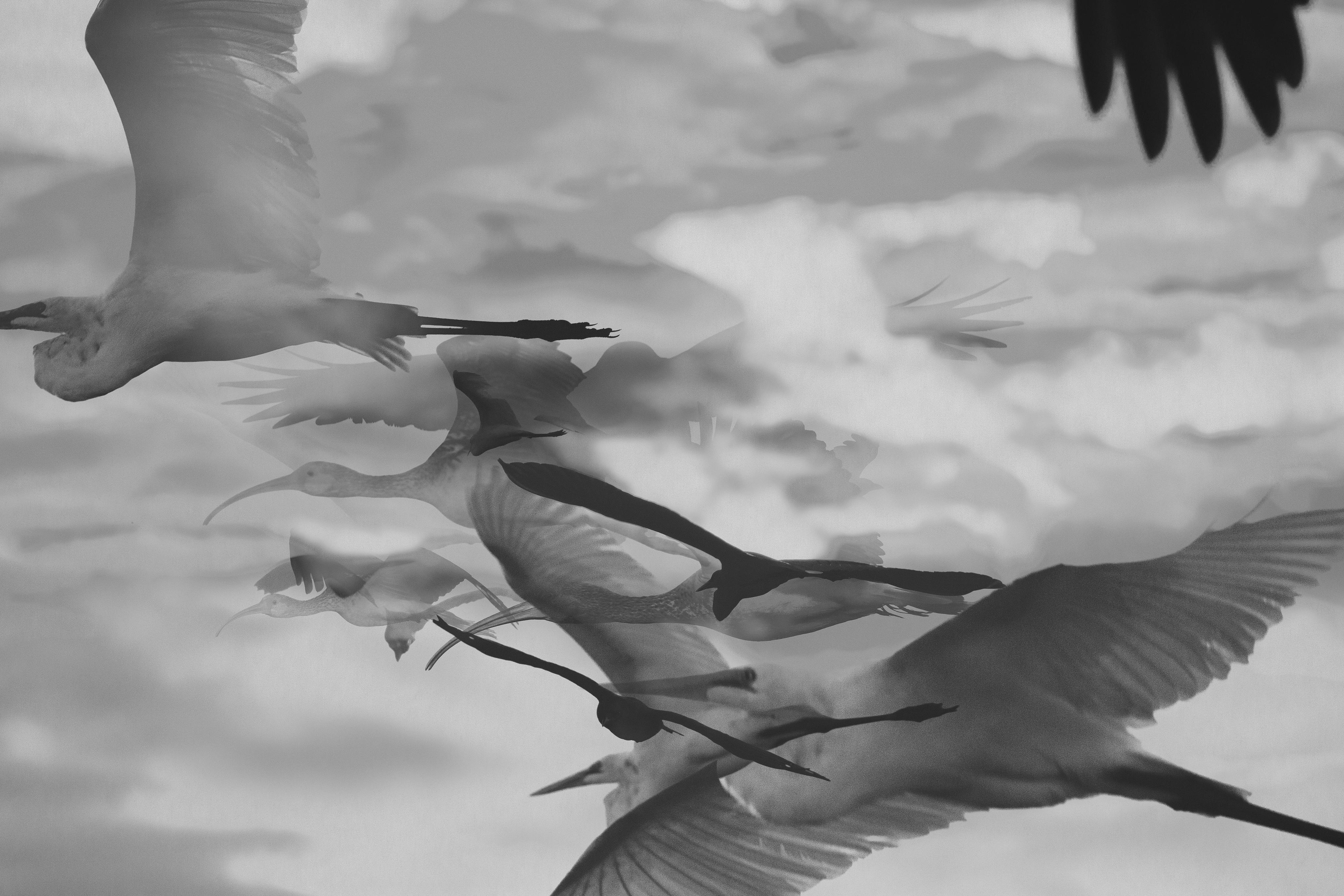 One Hour of Birds (Brent Rosenthal - One of his favorite places, Shark Valley, Everglades National Park, Florida)