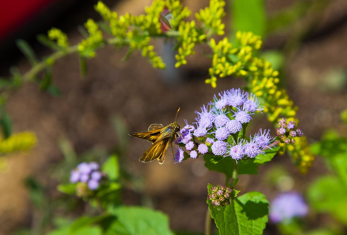 Field of Vision: A Garden for Others
