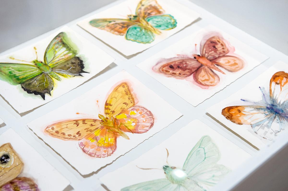 Detail of Nabokov's (Invented) Butterflies in vitrine