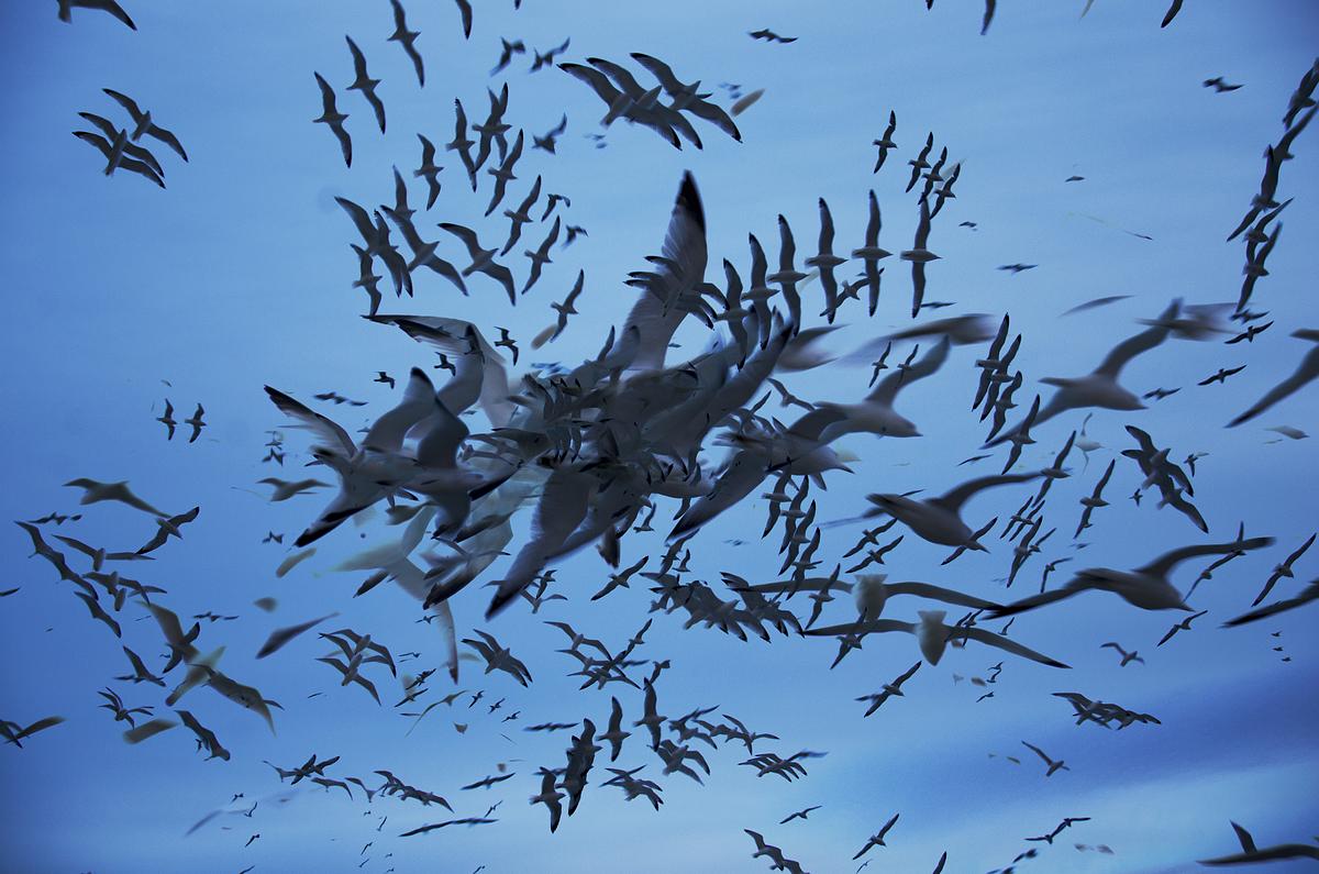 One Hour of Birds (Jason House - Looking southeast over Lake Michigan, the hour before sunset, Montrose Harbor, Chicago)