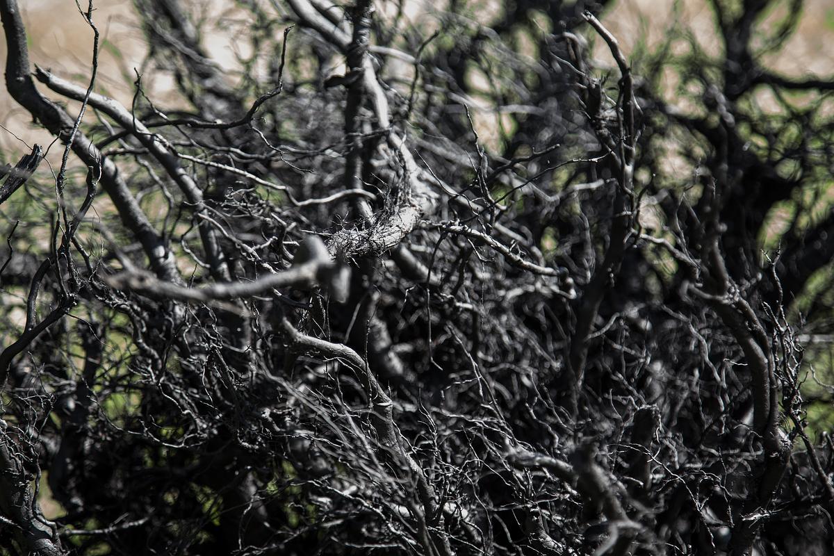 See the Forest (for the trees)