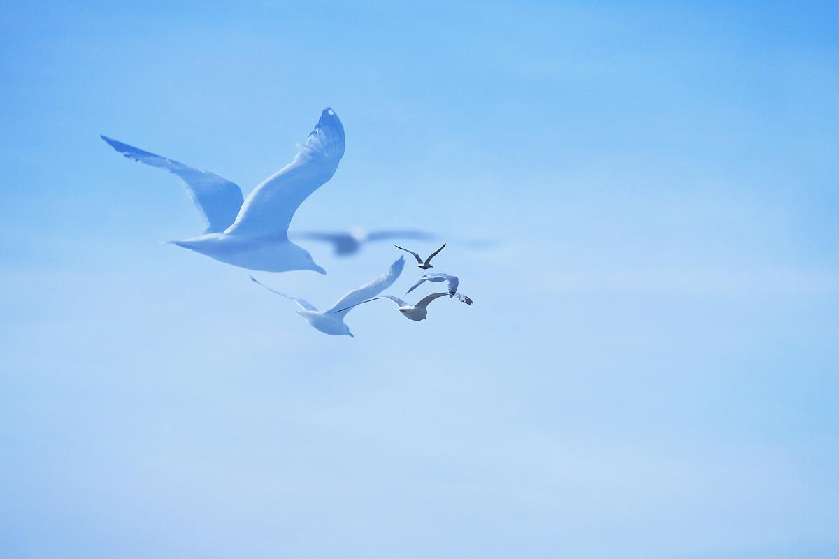 One Hour of Birds (Kevin Lair  Seagulls)