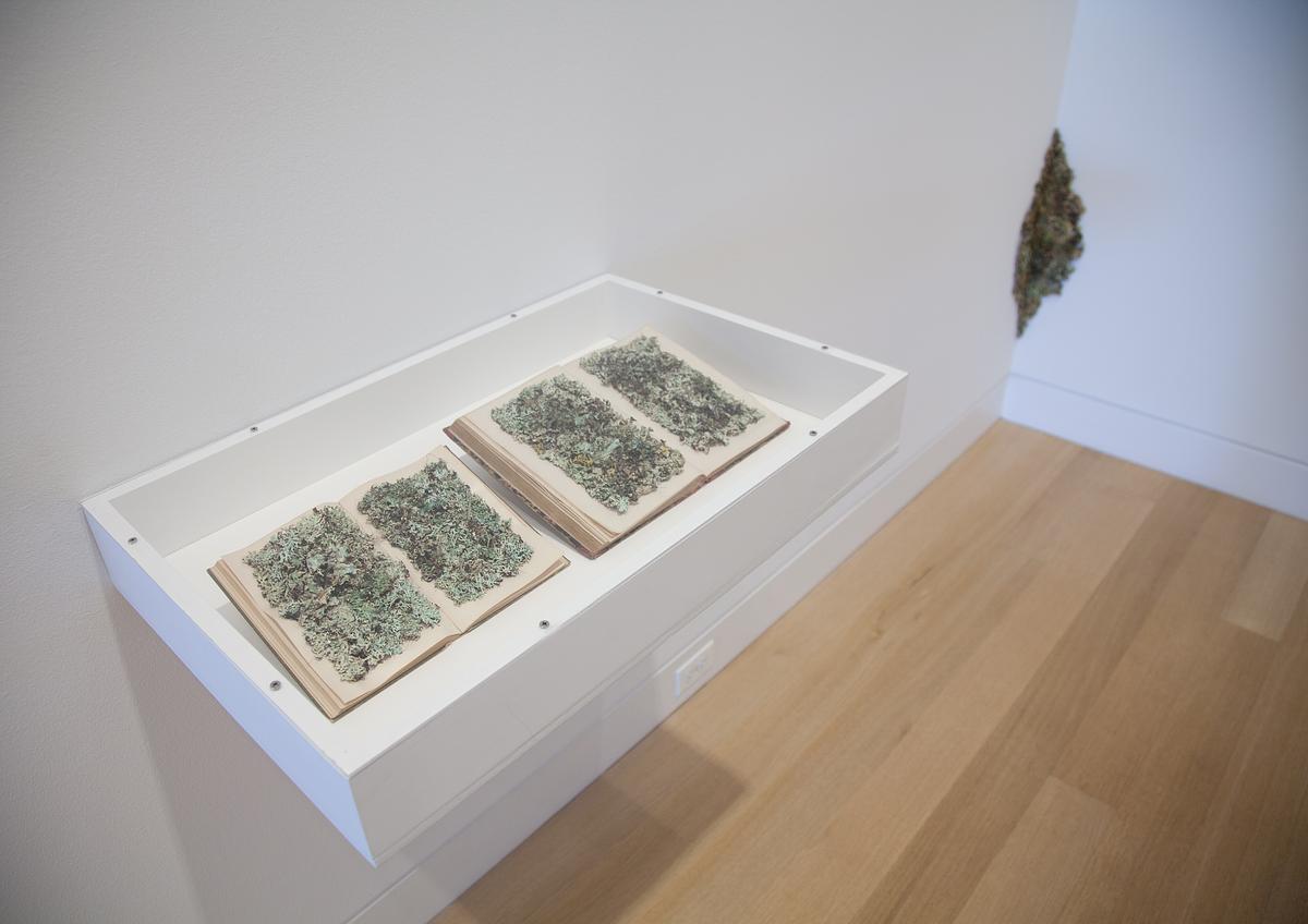 'New Kinds of Words III & IV' at the DePaul Art Museum with 'Encrustation (Lichen)' seen in the corner 'New Kinds of Words III & IV' at the DePaul Art Museum with 'Encrustation (Lichen)' seen in the corner