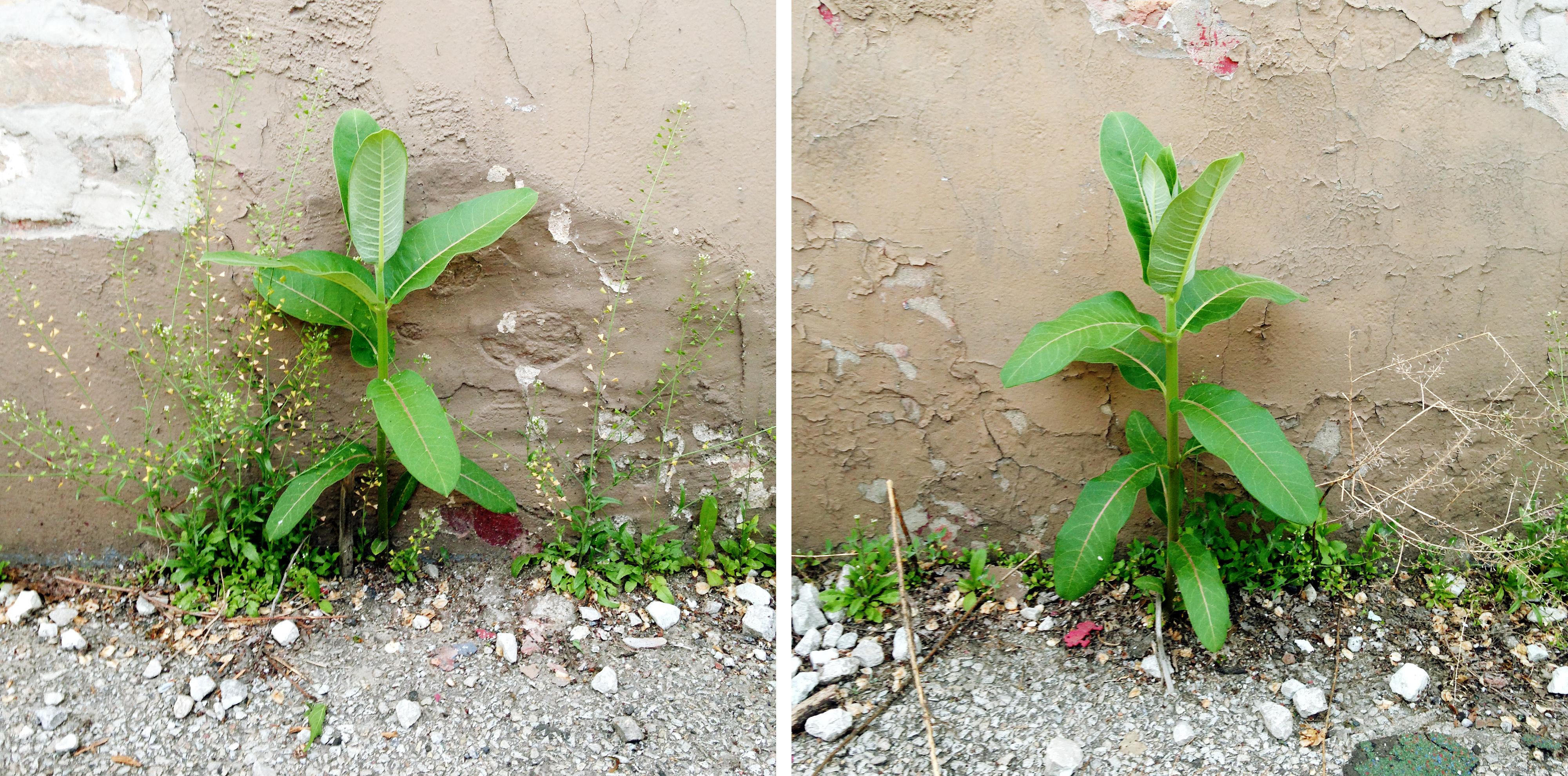 Milkweed Dispersal Balloons - urban milkweed sprouting in alleyways