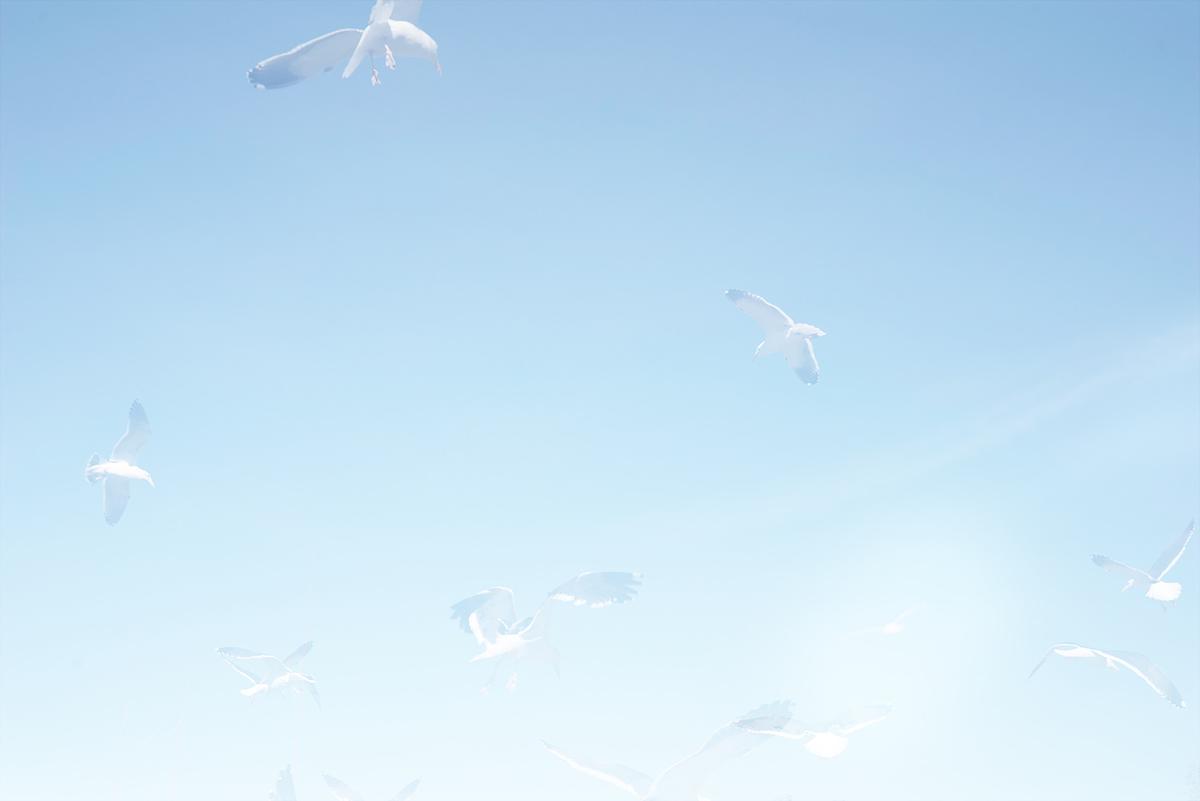 One Hour of Birds (Patricia + Mel Dorin  Gulls circling)